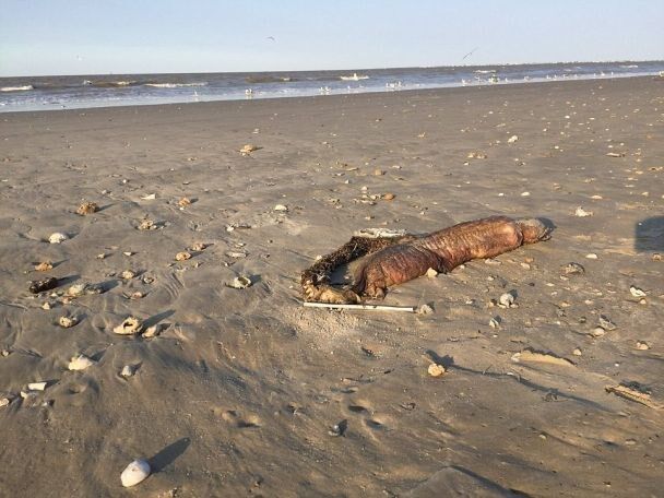 В США опознали загадочного морского монстра, выброшенного на берег ураганом "Харви"