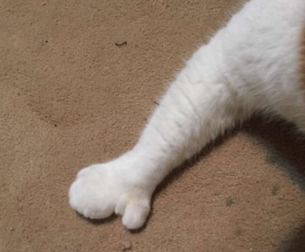 "У меня пальцы": сеть подорвали снимки странного кота