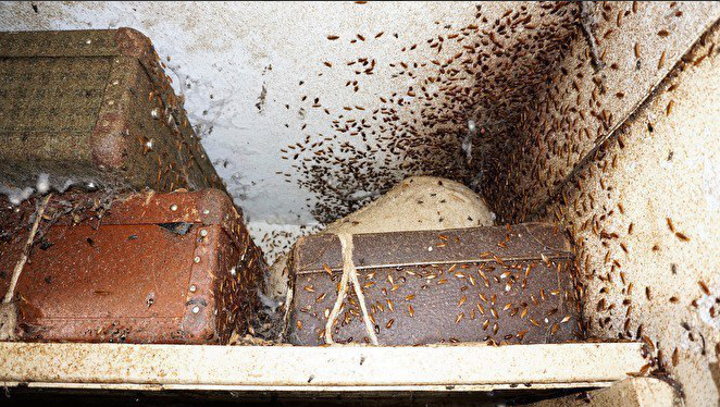 Фото квартиры россиянки с полчищами тараканов и мух повергли в шок соцсеть