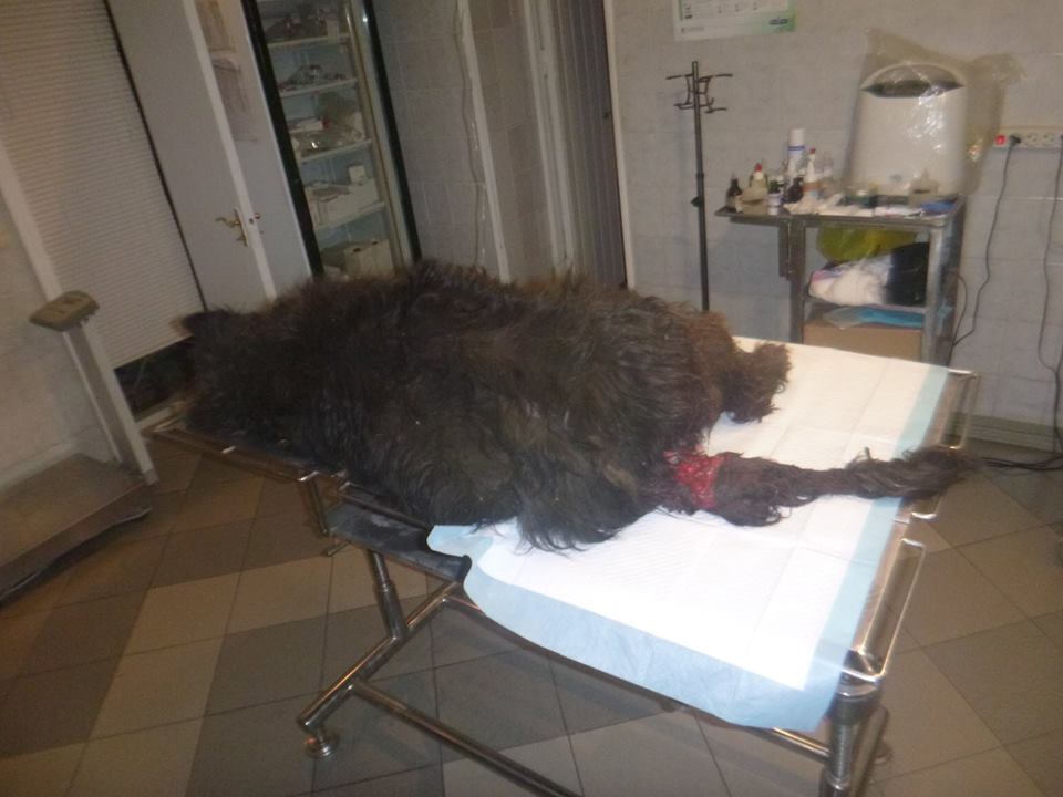 "Отметил год Собаки": киевский живодер шокировал сеть жестоким поступком