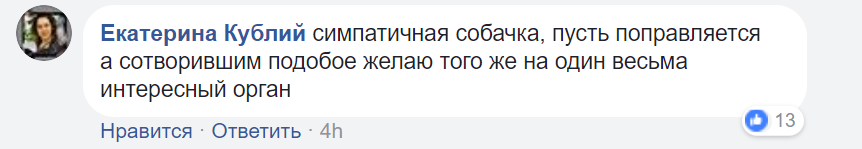 "Відзначив рік Собаки": київський шкуродер шокував мережу жорстоким вчинком