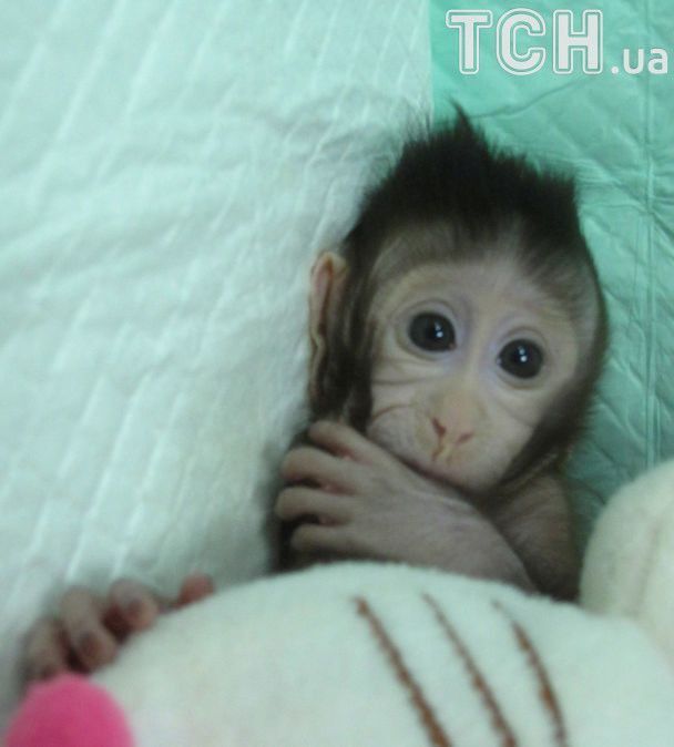 Следующим будет человек? В Китае впервые в мире клонировали обезьян