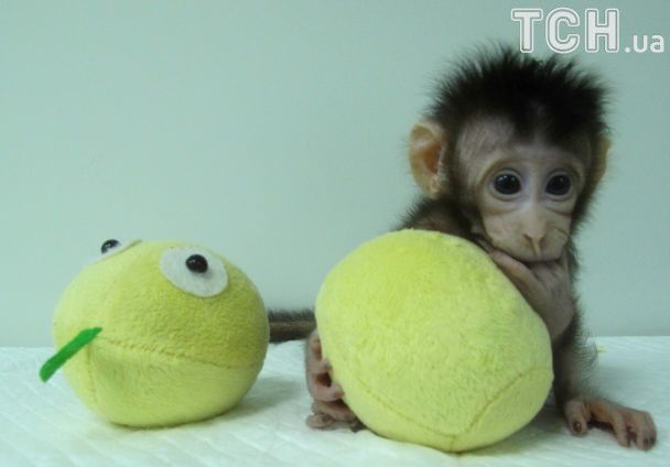 Наступною буде людина? У Китаї вперше у світі клонували мавп