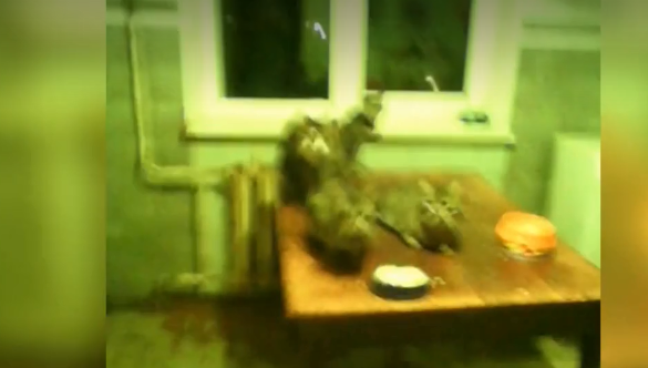 Сеча заливає квартири: під Києвом жінка з 50 котами влаштувала пекло сусідам