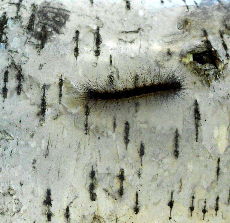 В Україні помітили личинки небезпечних комах: фото