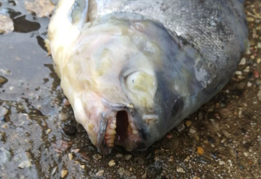  Тихий ужас: в России поймали рыбу с человеческими зубами. Видео монстра