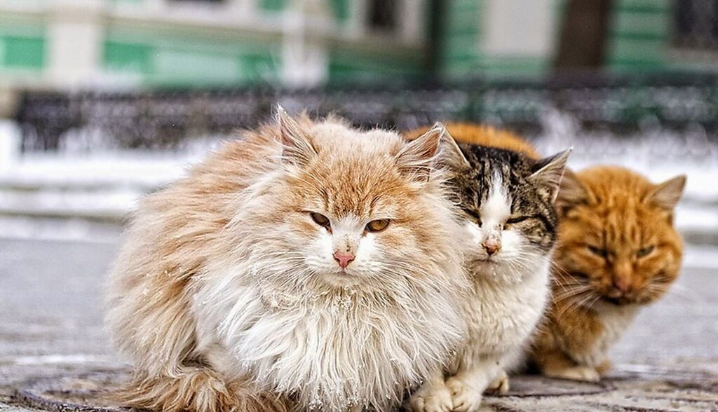 Харьковчане требуют признать котов частью экосистемы города