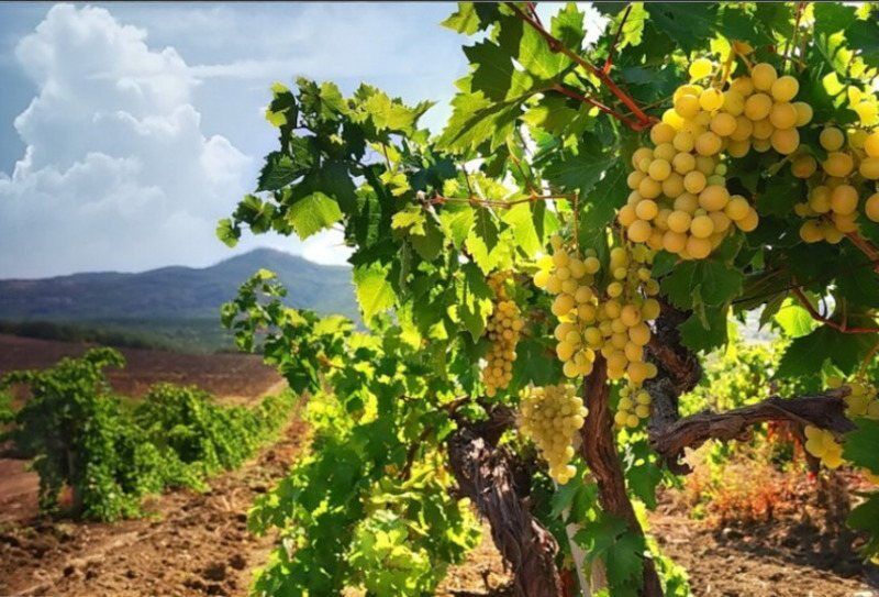 Из Крыма может исчезнуть вино: что произошло