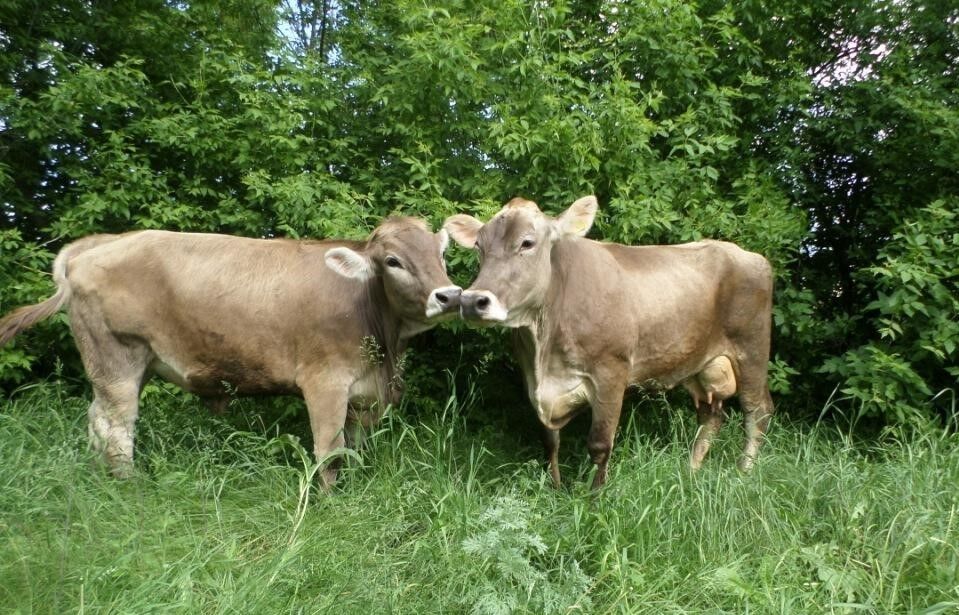 У "Укрлендфармінг" запропонували вирішення проблеми з дорогими кормами для тваринництва