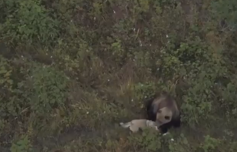 Появилось трогательное видео дружбы лайки и семье медведей