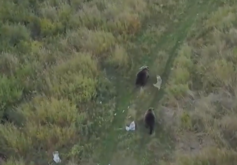З'явилося зворушливе відео дружби лайки і сім'ї ведмедів
