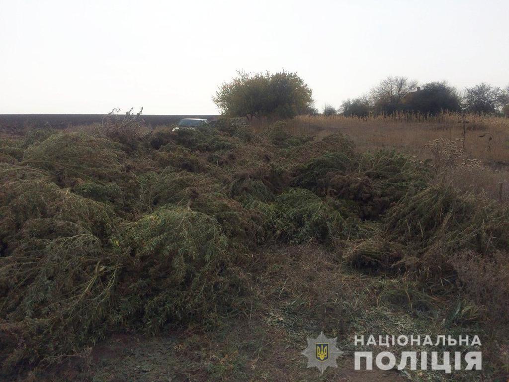 В Запорожской области полиция ликвидировала наркоплантацию и изъяла оружие с боеприпасами 