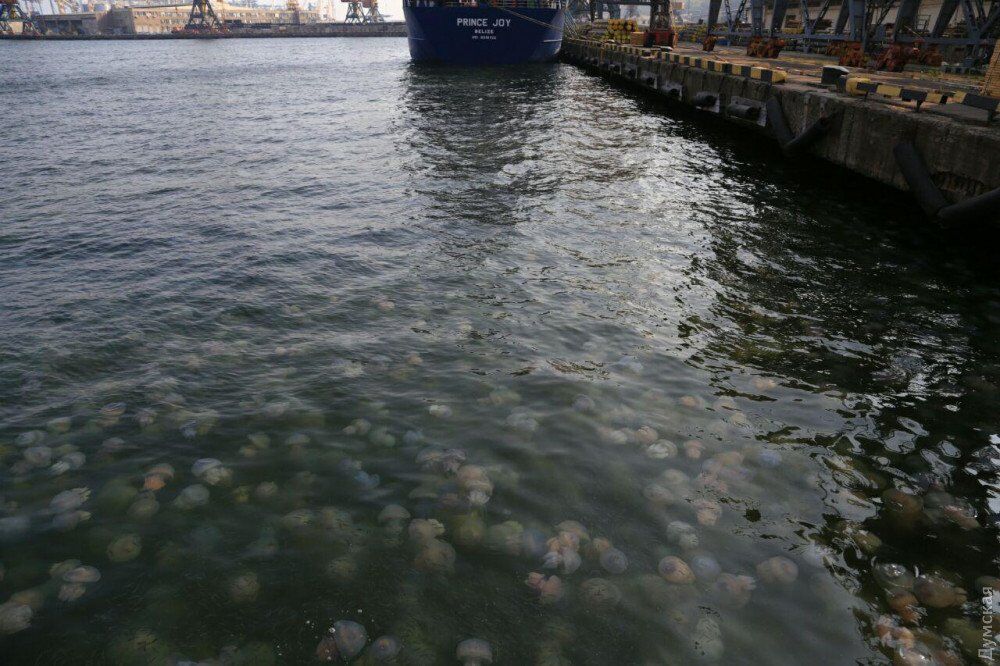 В Одессе заметили нашествие медуз: пугающие фото