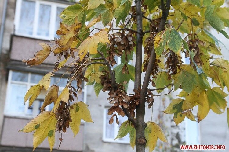 Парки и скверы осеннего Житомира: в сети появились красочные фото