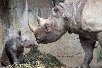 В США носорог укусил туриста