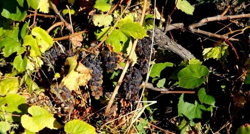 Оккупанты в Крыму сгноили три четверти виноградников