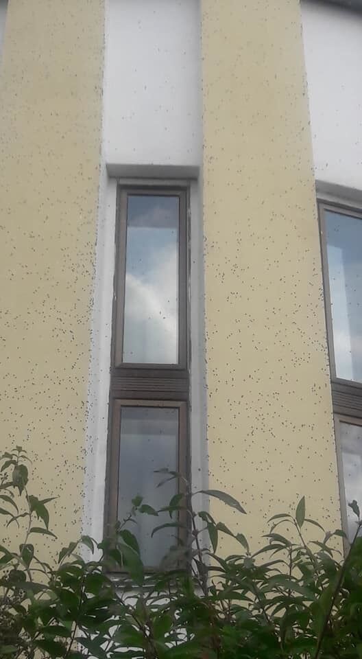 ''Лізуть у всі щілини!'' Жителів Києва атакувала навала страшних комах