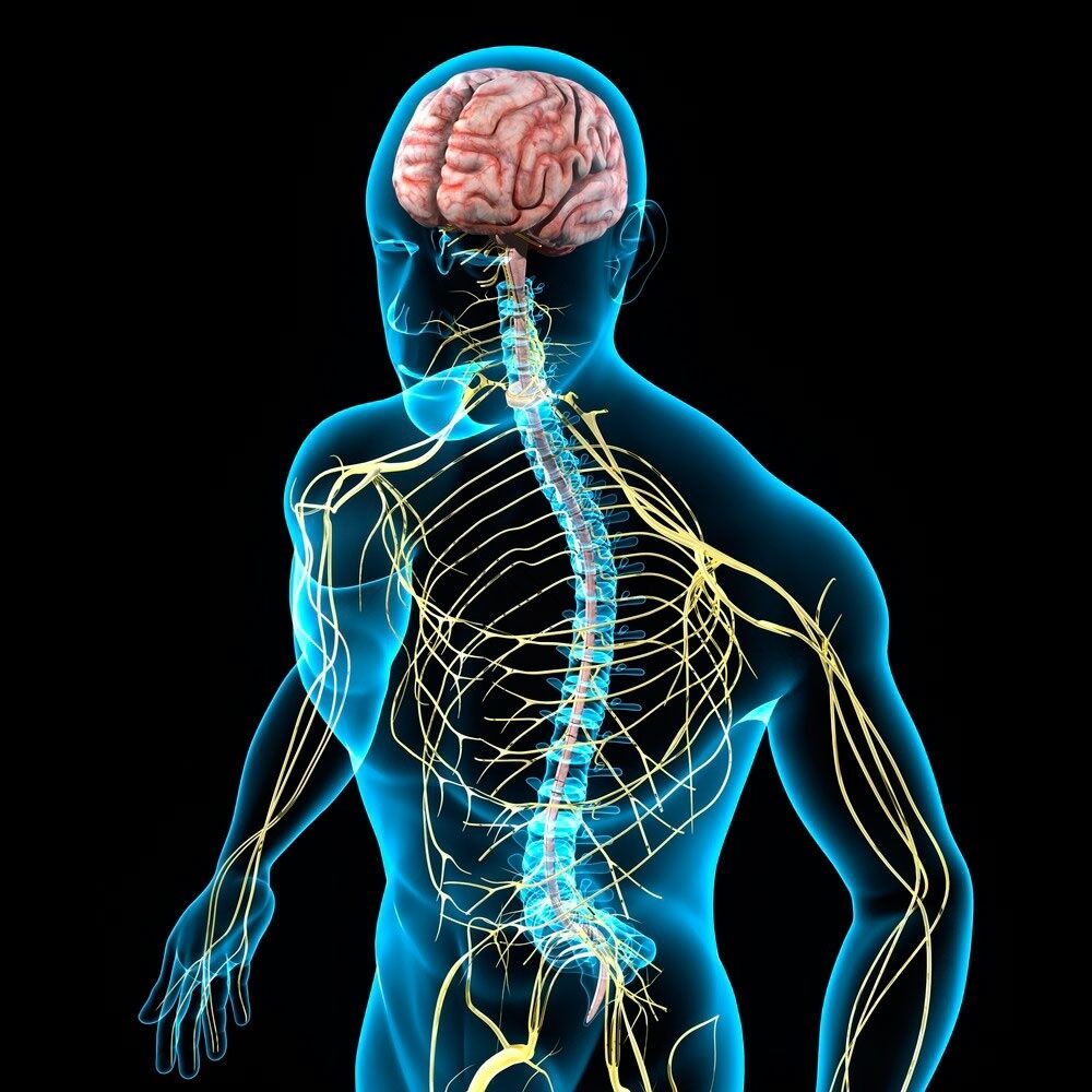Головний мозок передає сигнали до хребта