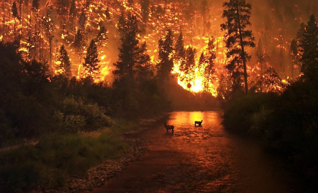  Выгорел весь город: в Калифорнии бушует самый разрушительный пожар. Свежие фото и видео
