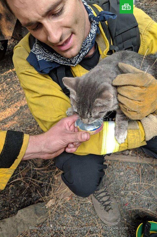 Пламя не щадит никого: спасатели США поделились трогательными фото