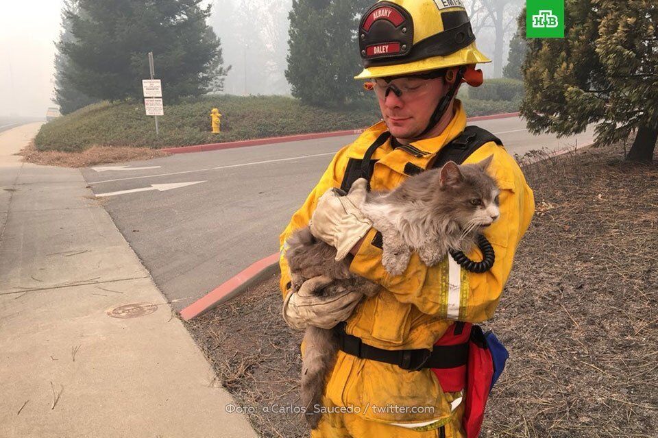 Пламя не щадит никого: спасатели США поделились трогательными фото