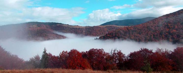 Окутаны туманом: в сети опубликовали красочные фото Карпат