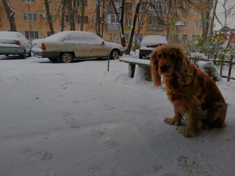 Полтаву засыпало снегом: опубликовано сказочные фото