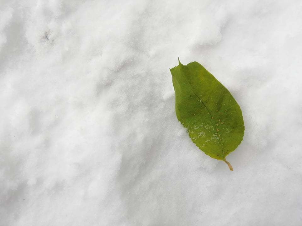 Полтаву засипало снігом: опубліковано казкові фото