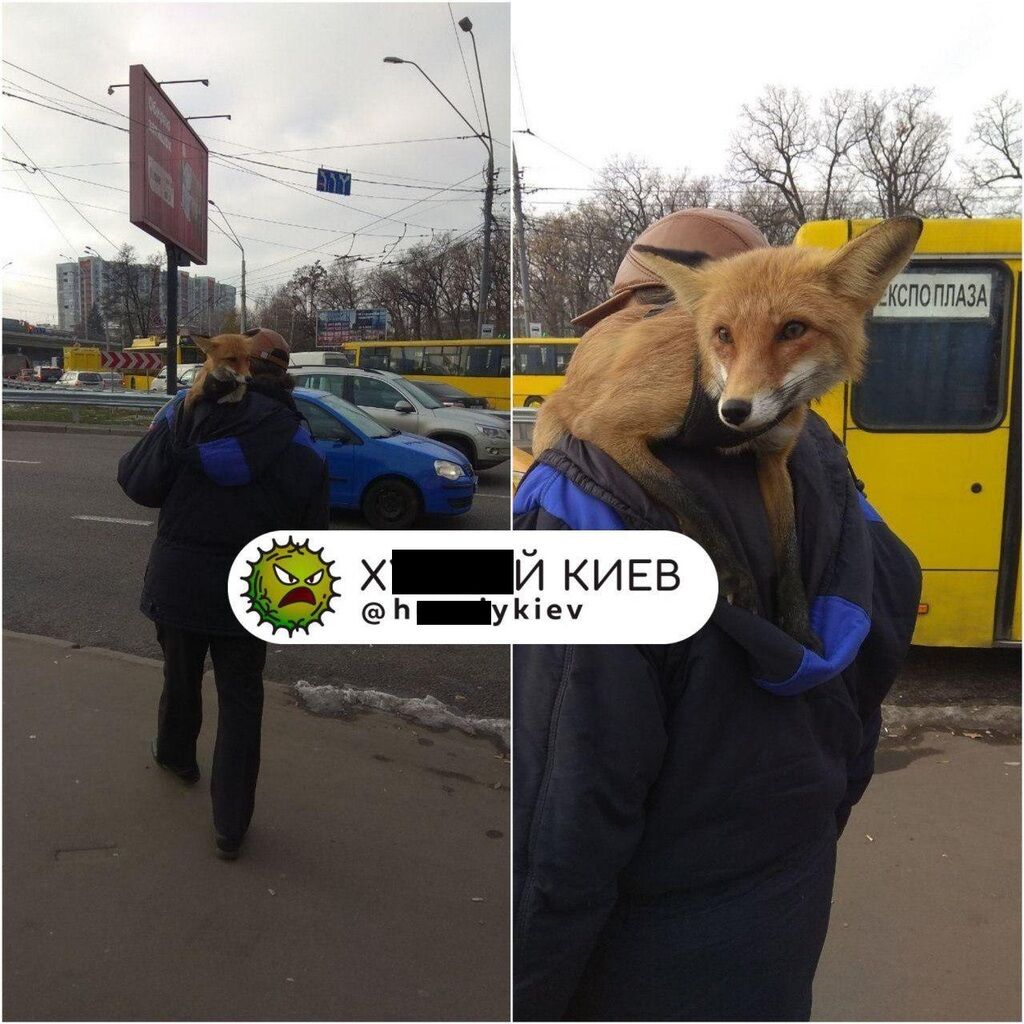 В Киеве заметили мужчину с необычным животным на плече
