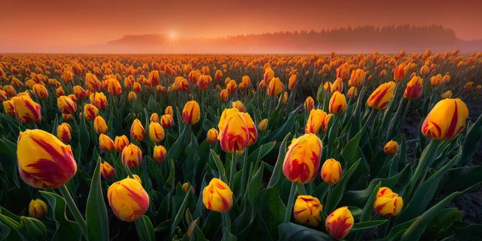 Тюльпаны и Северное сияние: в сети появились красочные фото разных уголков планеты