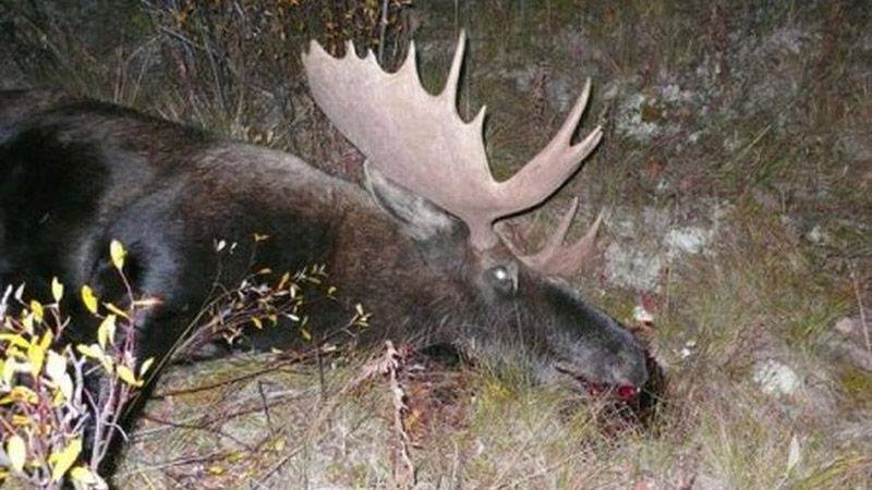 В Україні дозволили вбивати лося з Червоної книги: в мережі показали ініціатора
