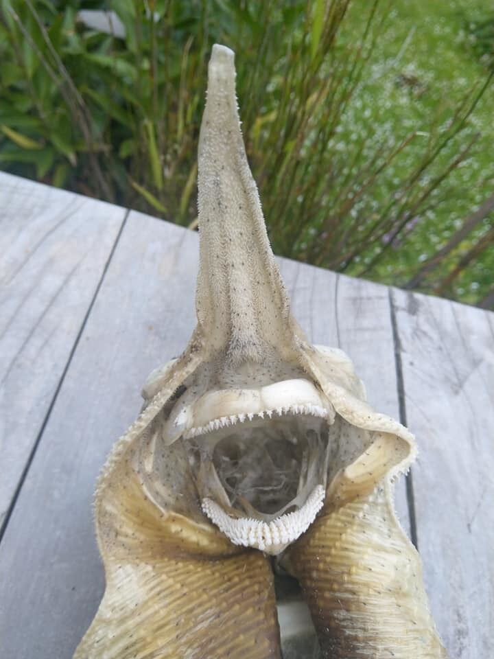   ''Пришелец!'' На пляже в Новой Зеландии нашли странное существо