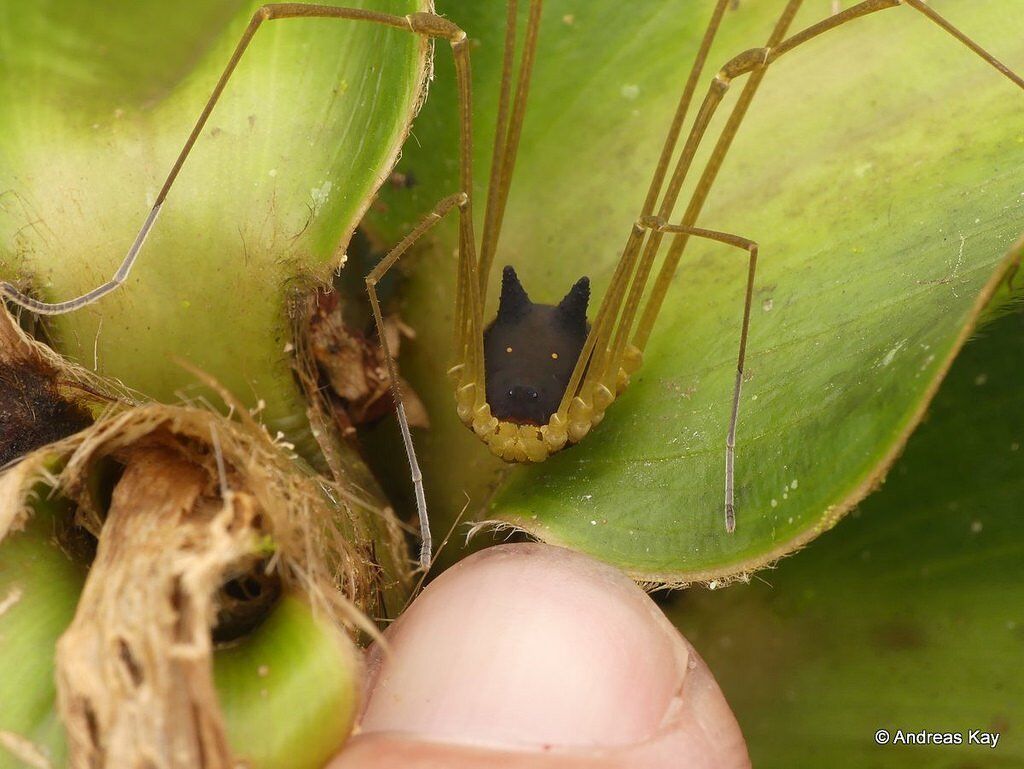 Ученые показали паука с "собачьей" головой: устрашающие фото и видео