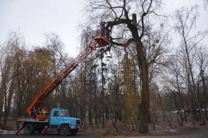 "Київзеленбуд" пояснив, навіщо потрібна обрізка крон дерев