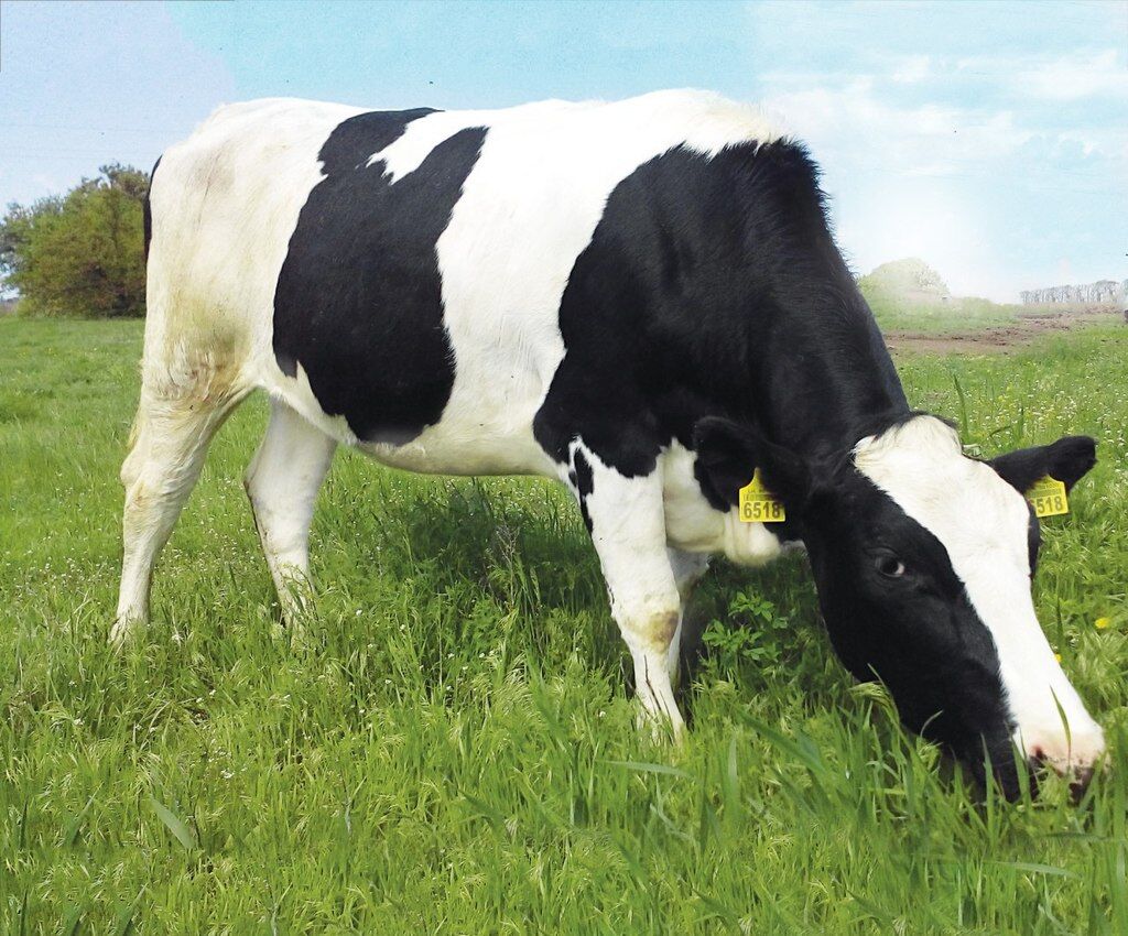 У Укрлендфармінг розповіли, як за п'ять років збільшили поголів'я м'ясних корів в 2,5 рази