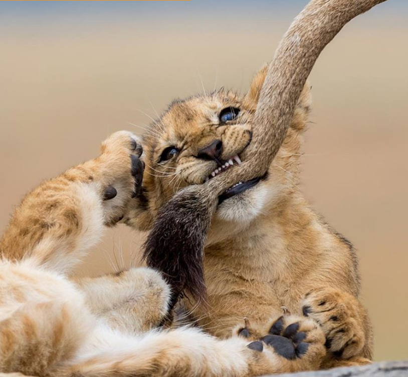 Журнал National Geographic назвал лучшие фото 2018 года