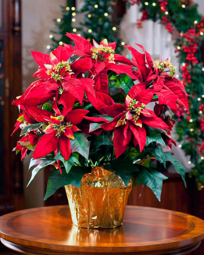 Паунсетія Паунсетія