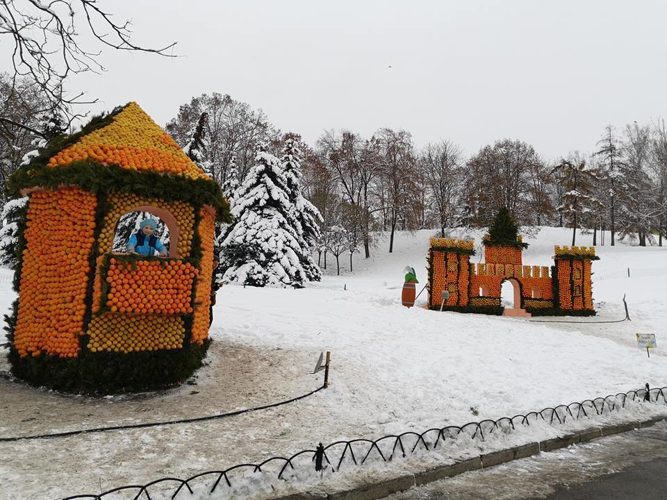 У Києві з'явилося цитрусове королівство: яскраві фото