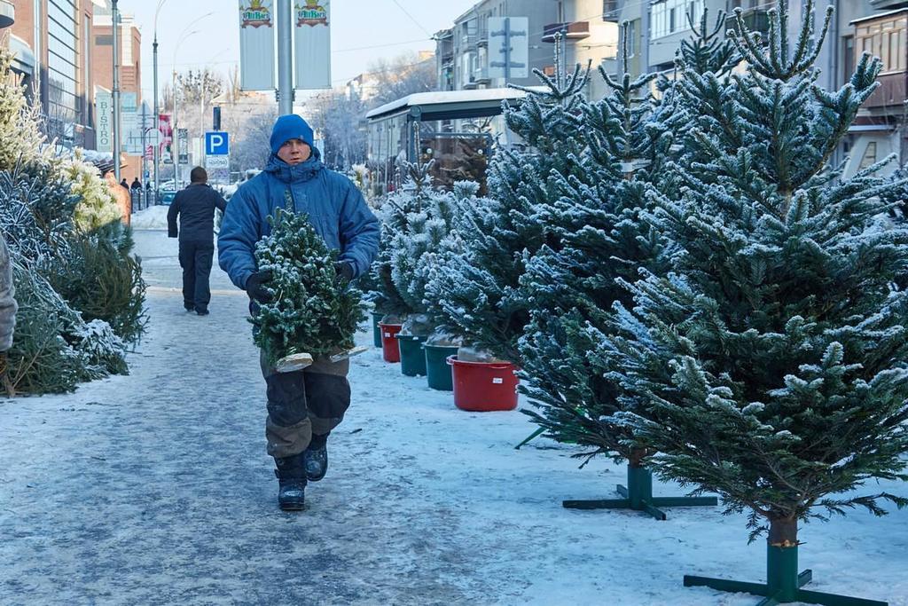 Викликають алергію і отруєння! Українців попередили про небезпечні ялинки