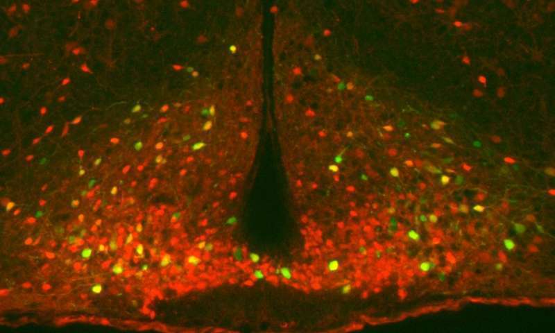 Активация нейронов у мышей во время бега