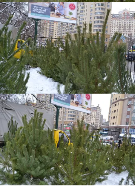 Деревья с радиацией и огромной наценкой: как не прогадать с новогодней елкой