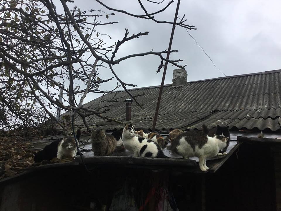 Домашній притулок волонтера