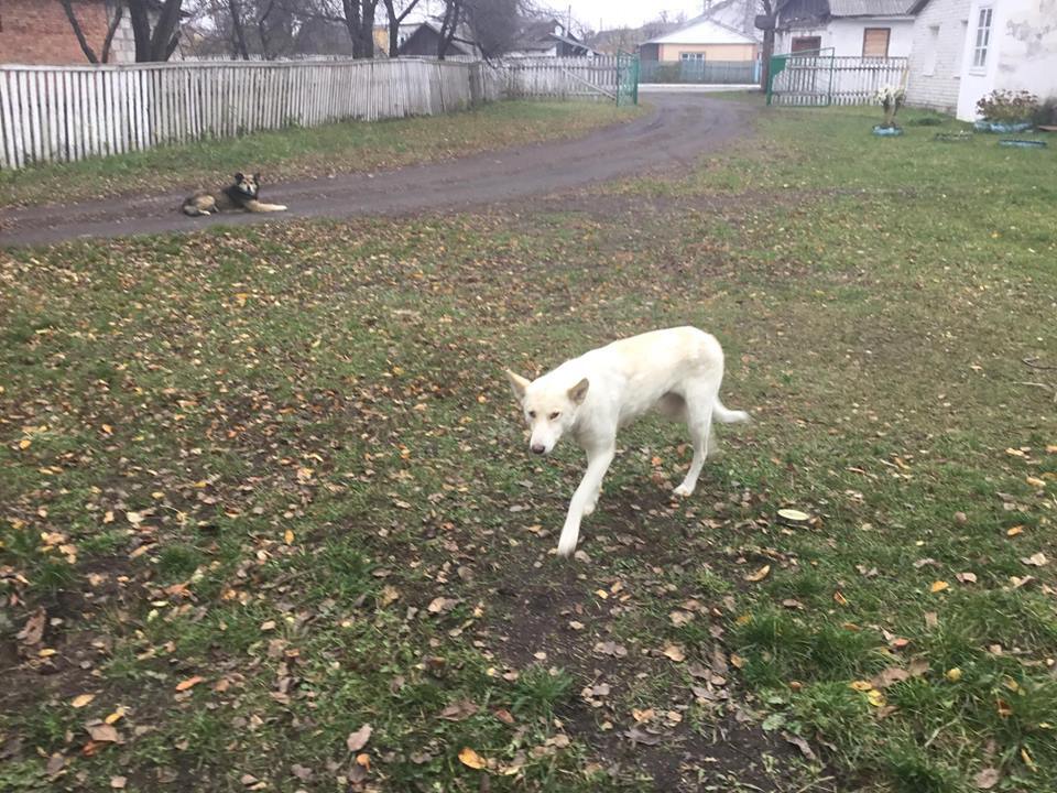 Домашній притулок волонтера