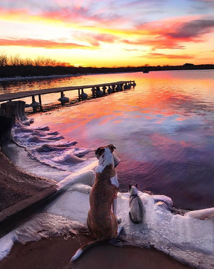 Пес и кот, объехавшие вместе полмира, стали звездами Instagram