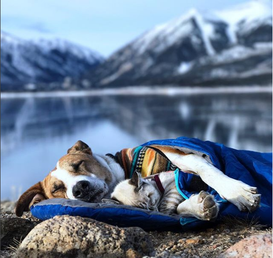 Пес и кот, объехавшие вместе полмира, стали звездами Instagram