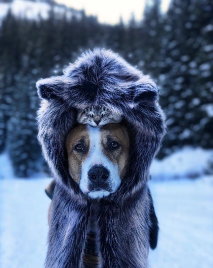 Пес и кот, объехавшие вместе полмира, стали звездами Instagram