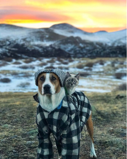 Пес и кот, объехавшие вместе полмира, стали звездами Instagram