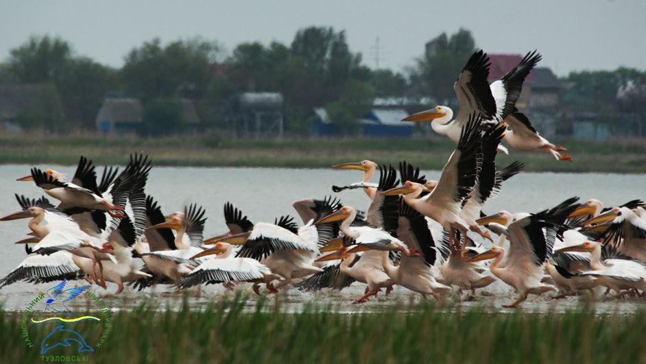 Розовые пеликаны "запасаются" энергией в НПП "Тузловские лиманы" для дальнего полета в Африку