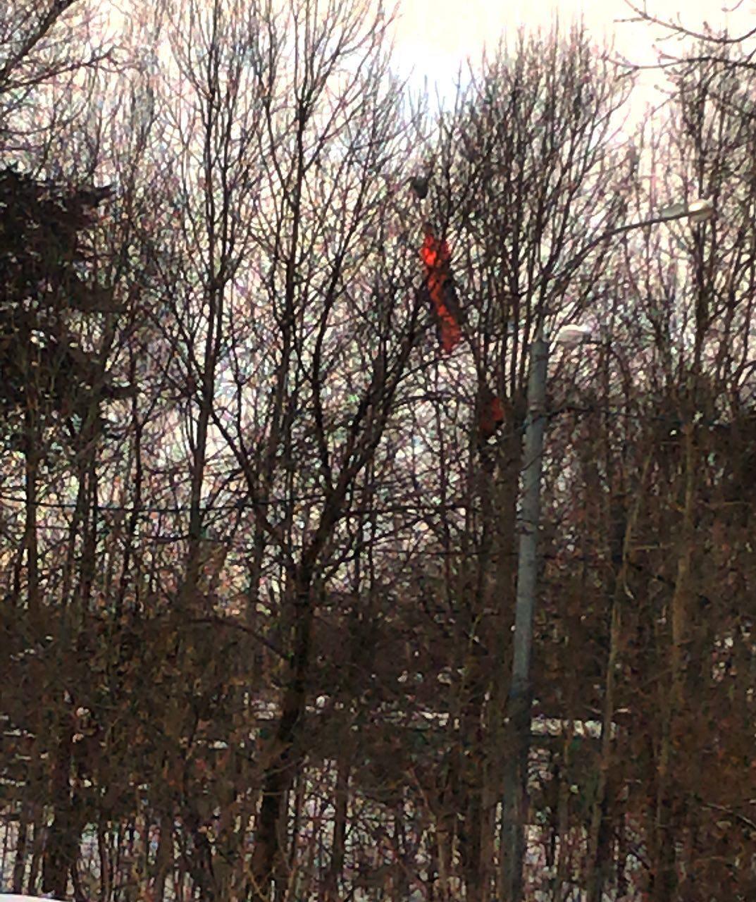  В Москве парашютист повис на дереве: инцидент засняли