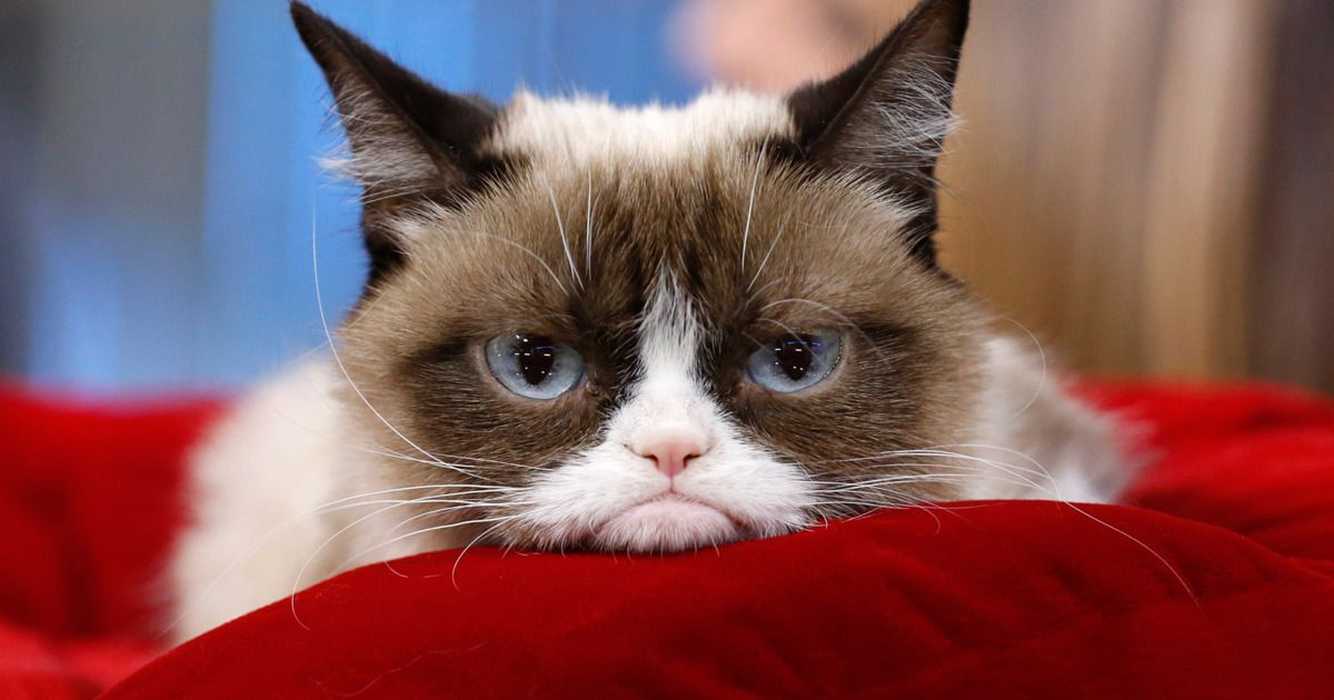 Всемирный день кошек: самые популярные питомцы в сети